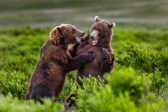 _NT_8711p Medium.jpeg