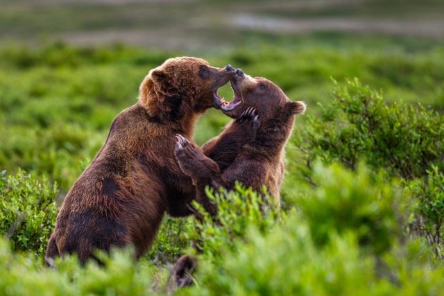 _NT_8699p Medium.jpeg