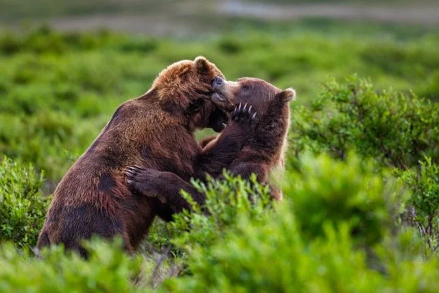 _NT_8690p Medium.jpeg