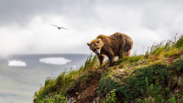 _NT_8098p Medium.jpeg