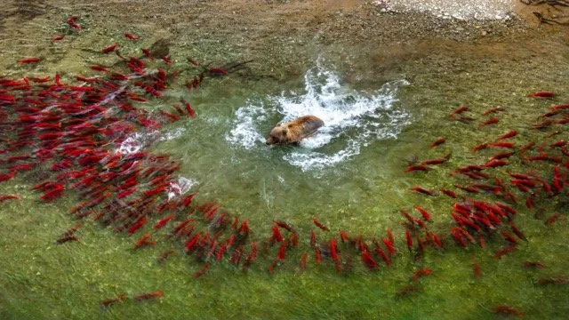 _NT_7601p Medium.jpeg