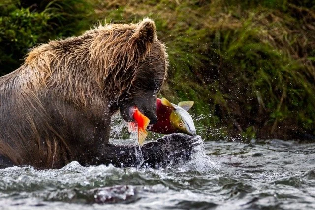 _NT_7389p Medium.jpeg