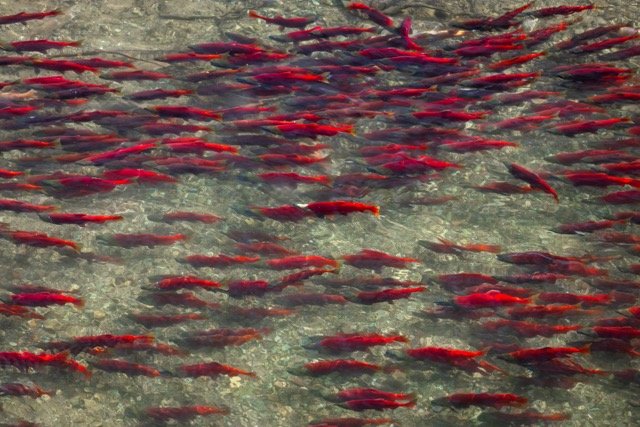 _NT_7241p Medium.jpeg