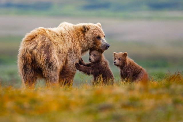 _NT_7302p Medium.jpeg