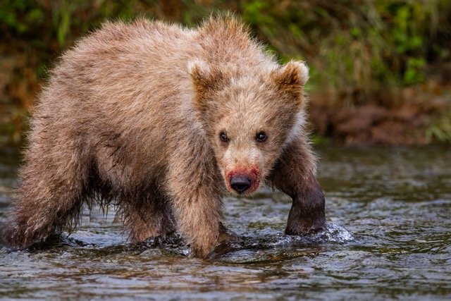 _NT_5929p Medium.jpeg