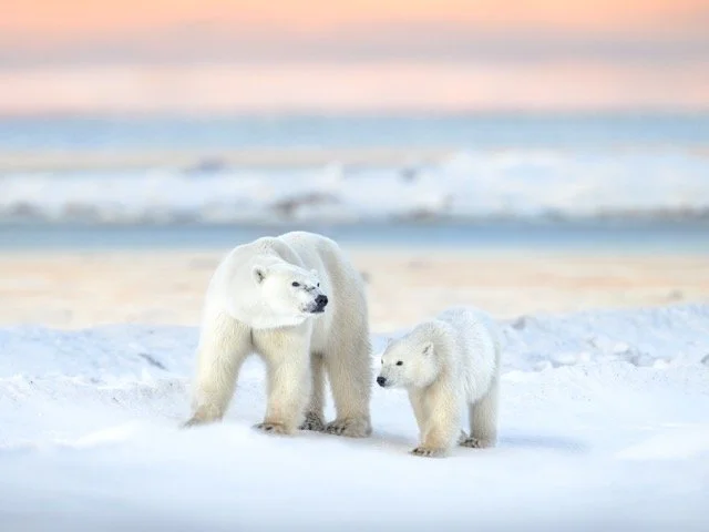 polarbearsunset.jpg-2025-11-29 20.42.37 Medium.jpeg
