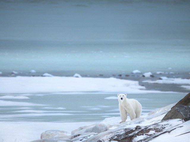 polarbearrockicefreezinglooking.nov25.jpg-2025-11-29 20.43.47 Medium.jpeg