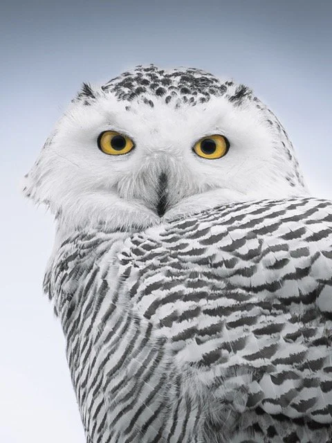 snowyowlportrait.nov25.jpg-2025-11-29 20.43.42 Medium.jpeg