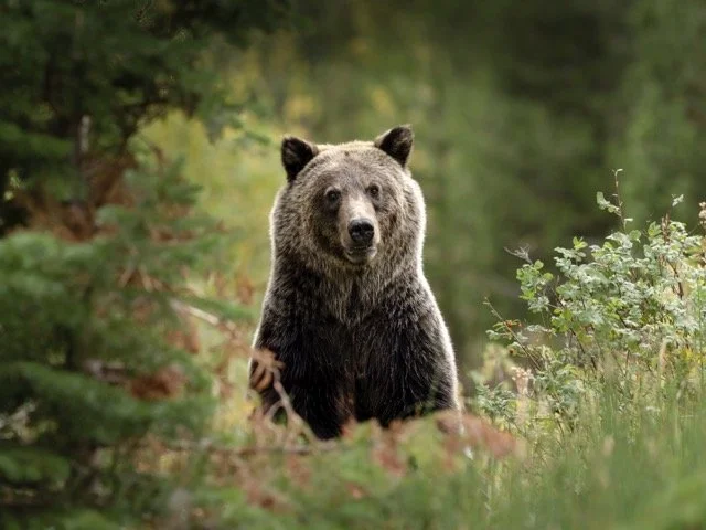 standingbear.jpg-2025-11-29 20.43.57 Medium.jpeg