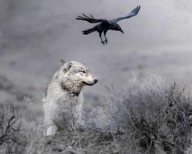 wolfandraven.jpg-2025-12-2 14.59.47 Medium.jpeg