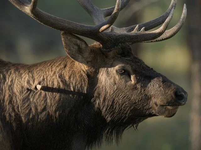 brokenantlertight.sep25.jpg-2025-12-2 15.0.2 Medium.jpeg