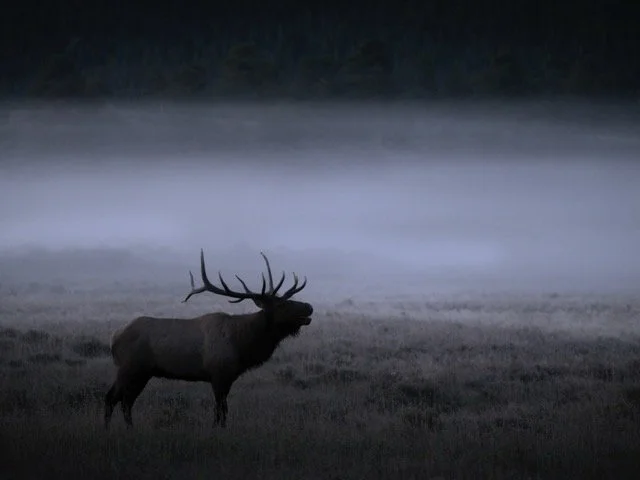 foggymorningdawnelk.sep25.jpg-2025-12-2 15.0.23 Medium.jpeg