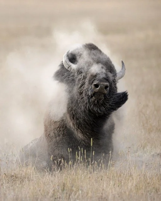 bisonbull.jpg-2025-12-2 15.0.57 Medium.jpeg
