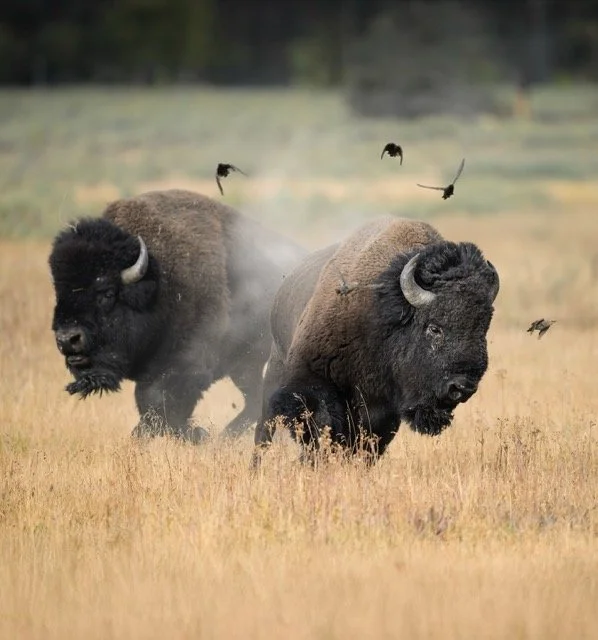 564946733_18179028145354141_9017209481717577032_n Medium.jpeg