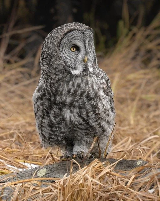 565872610_18179756944354141_1833359755881379408_n Medium.jpeg