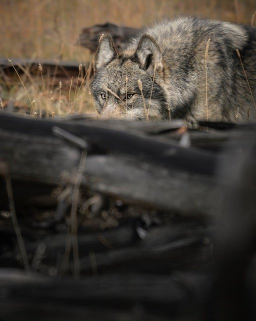 573514818_18182151808354141_2201777428674876013_n Medium.jpeg