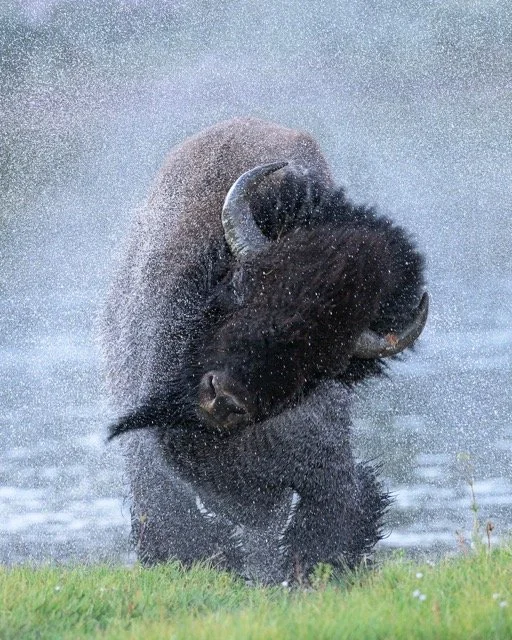 543067500_18174415324354141_8171801220469568483_n Medium.jpeg