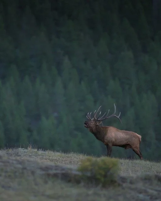 547938466_18175028626354141_7714425280300531020_n Medium.jpeg