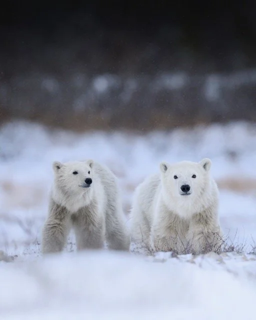 586640982_18184028764354141_3239551729239733163_n Medium.jpeg