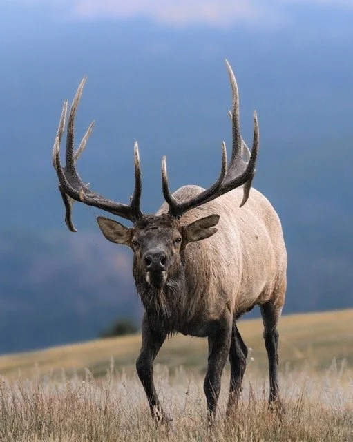 589596369_18184940746354141_4480551055944238861_n Medium.jpeg