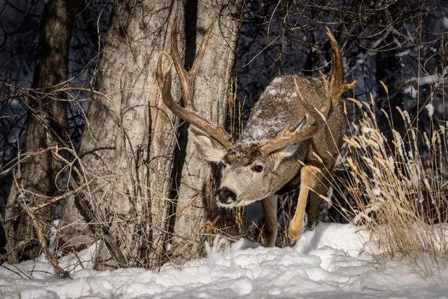 DSC07770p Medium.jpeg