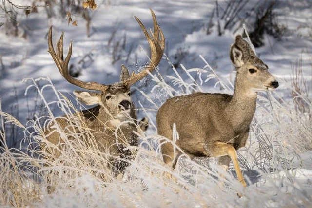 DSC07973p Medium.jpeg