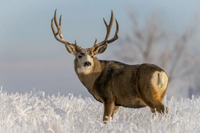 DSC07048p Medium.jpeg