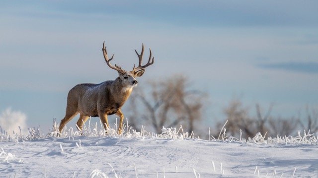 DSC07233p Medium.jpeg