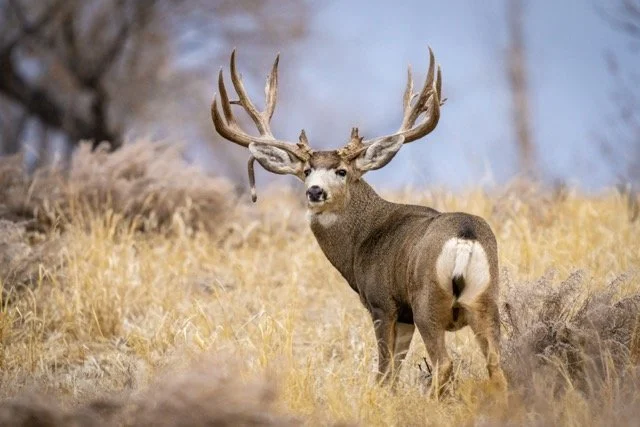 DSC06344p Medium.jpeg