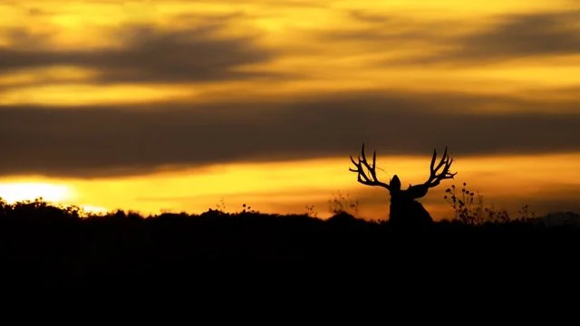 DSC02357p Medium.jpeg