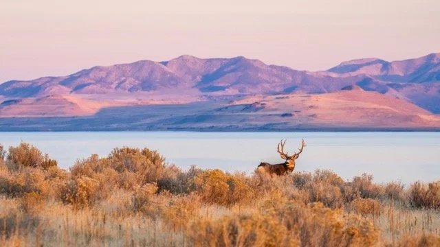 DSC_9582p_18X32 Medium.jpeg