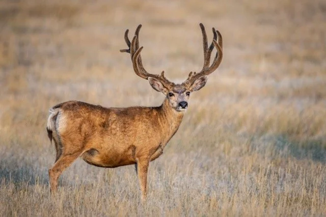 DSC_9550p Medium.jpeg