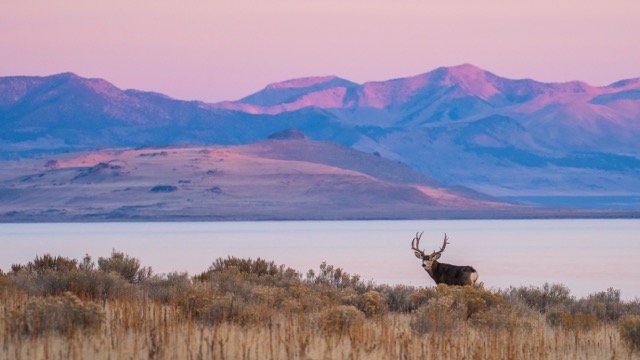 DSC_9564p Medium.jpeg