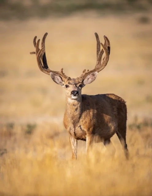 DSC_9321p Medium.jpeg