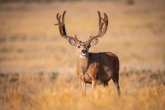 DSC_9320p Medium.jpeg