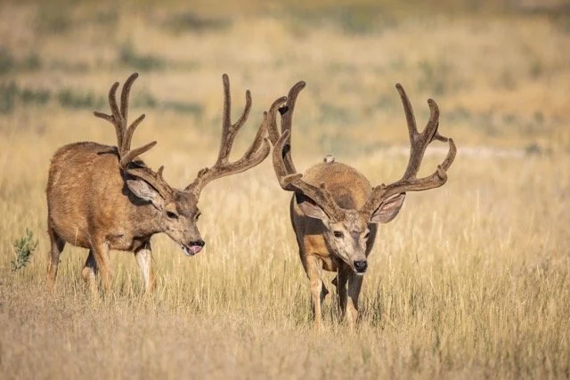 DSC_9064p Medium.jpeg