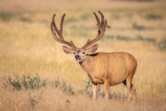 DSC_9132p Medium.jpeg