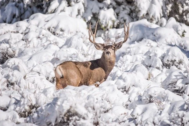 DSC_7807p Medium.jpeg