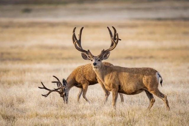 DSC_8651p Medium.jpeg