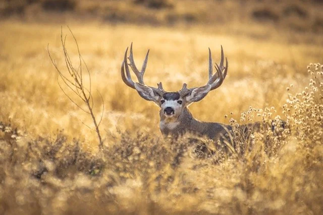 DSC_7501p Medium.jpeg