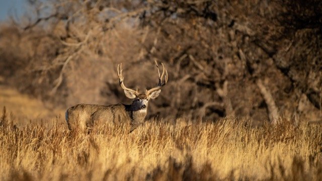 DSC_7760p Medium.jpeg