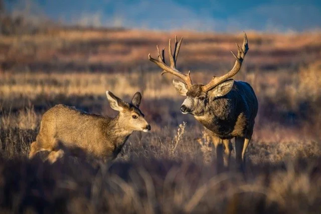 DSC_7015p Medium.jpeg