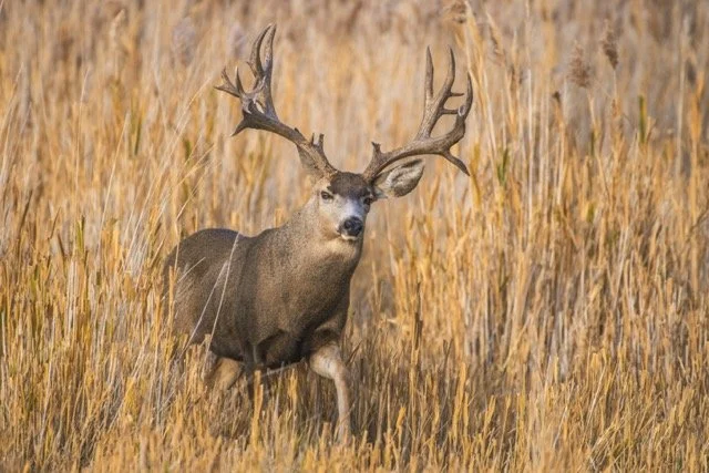 DSC_7300p Medium.jpeg