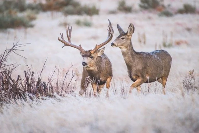 DSC_4853p Medium.jpeg