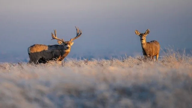 DSC_5019p Medium.jpeg