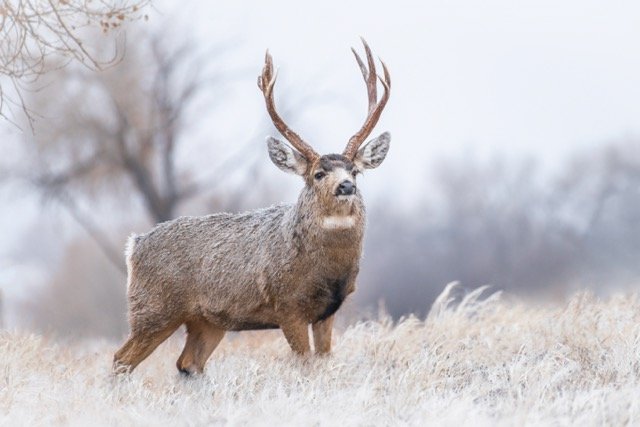 DSC_4287p Medium.jpeg