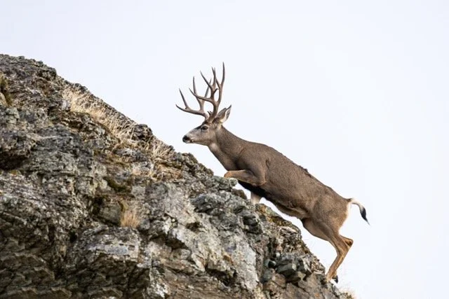 DSC_4489p Medium.jpeg