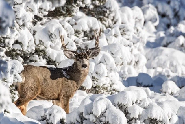 DSC_4050p Medium.jpeg