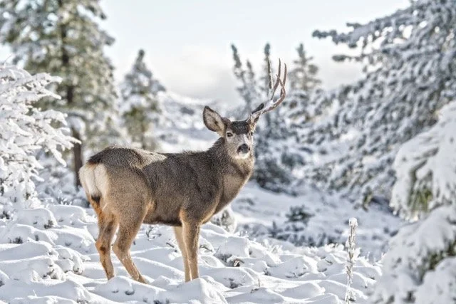 DSC_3819p Medium.jpeg