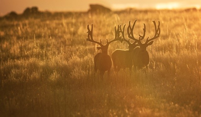 DSC_3834p1 Medium.jpeg